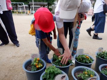 親子でミニトマトの収穫をする幼児