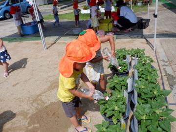 水鉄砲でヒマワリの水やりをする幼児