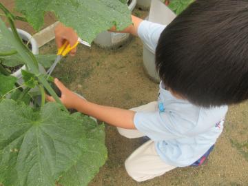 キュウリを収穫する幼児