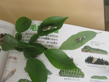 アゲハの幼虫について調べる様子