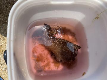獲れた魚