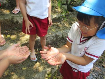 カニを触る5歳児