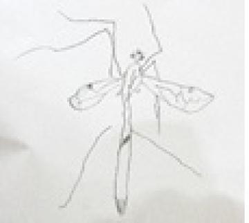 昆虫のスケッチ
