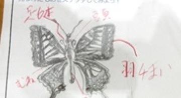 児童が描いたアゲハチョウ
