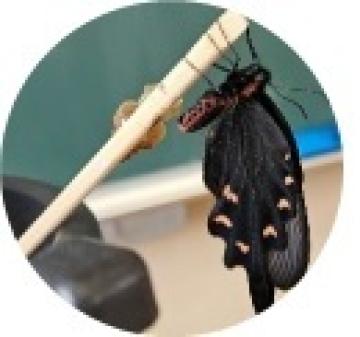 教室で生まれたジャコウアゲハ