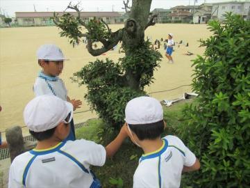 校庭で手に持ったカードと同じ色の植物を探す子どもたちの様子