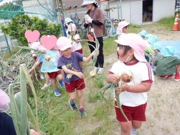 玉ねぎを収穫しているところの写真