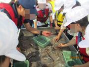 魚を種類分けする児童の様子