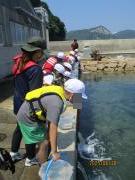 ヒラメの稚魚を放流する様子1
