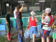 魚の養殖場での様子