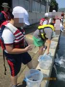 ヒラメの稚魚を放流する様子2