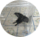 ジャコウアゲハの写真