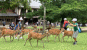 奈良公園で遊ぶ様子