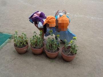 ヒマワリを観察している写真