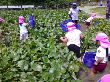 じゃぶじゃぶ池で生き物を探している園児の様子