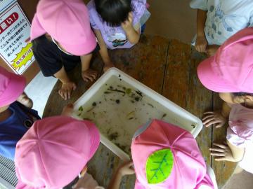 捕まえた生き物をみんなで見ている園児の様子