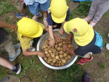 畑で園児が収穫したジャガイモをタライに入れている様子