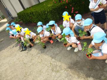 園庭で5歳児が苗を買いに行っている様子