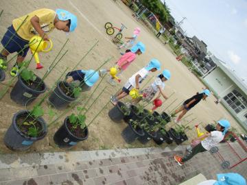 園庭で園児が夏野菜に水やりをしている様子