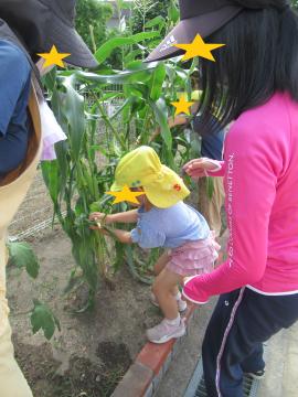 とうもろこしの収穫をする子ども
