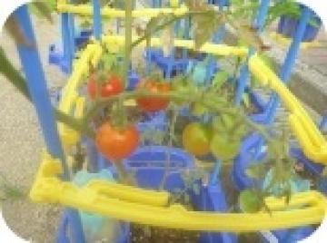 ミニトマトの写真