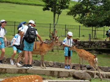 奈良公園で鹿とたわむれているところ