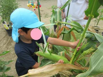 5歳児がトウモロコシを収穫しているところ