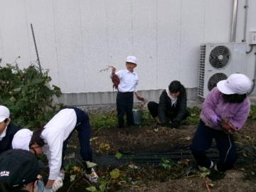 子どもたちがいもほりをしている様子