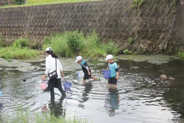 子どもたちが魚とりをしている様子