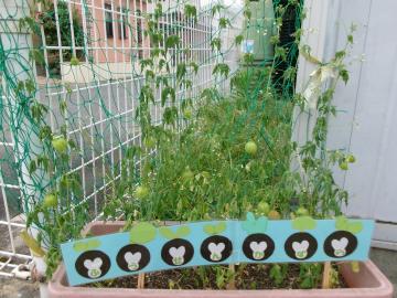 3歳児が植えたフウセンカズラの生長記録