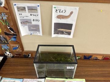 校内に置いている水槽の写真
