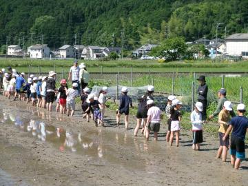 児童たちが縦に整列して田んぼの中に入っています。