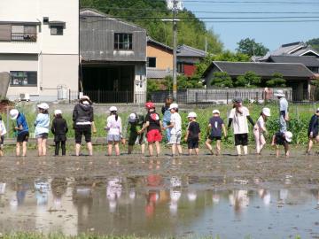 横一列に並んで植えていきます。