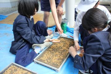 友だちと協力しながらもみまきをしています。