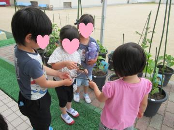 アゲハチョウが飛ぶのを見ている写真