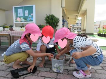 ツマグロヒョウモンを集めている写真