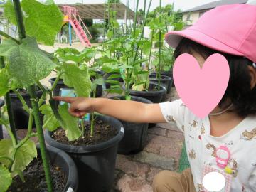 キュウリを見ている写真