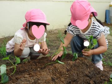 サツマイモの苗を植えている写真