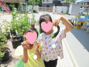 野菜を収穫しているところ
