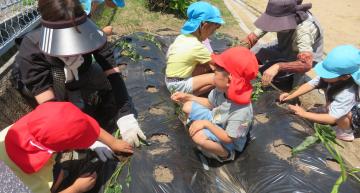 園児がサツマイモの苗を植えている様子