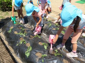 園児がサツマイモの水やりをしている様子