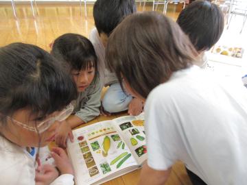 図鑑で夏野菜を調べている