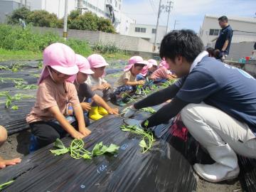 JAの職員が苗植えをする子供を手伝う様子