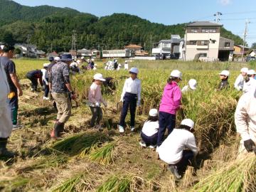 田んぼで稲刈りをする児童たちの様子