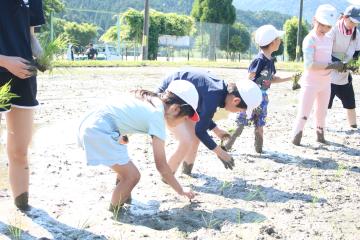 児童が手作業で田植えをする様子
