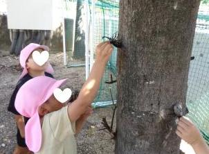 カブトムシを触っているところ