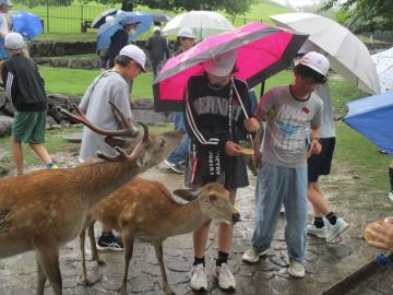 大雨の中、鹿に鹿せんべいをあげたい児童の様子
