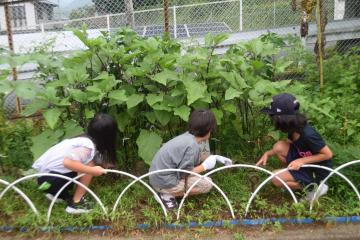 畑の草引きの様子