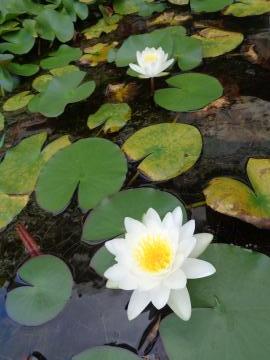 中庭の池の睡蓮