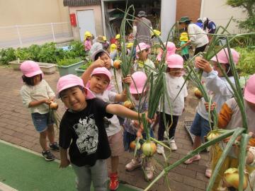 屋外で園児たちがたまねぎを抜いた様子